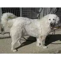 Foto dell\'animale cane - Matr. 2016/1949 - Microchip 380260042788922
