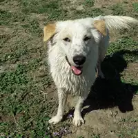 Foto dell\'animale cane - Matr. 2017/0667 - Microchip 380260042881359
