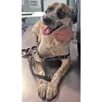 cane - Matr. 2017/2445 - Microchip 380260002560335