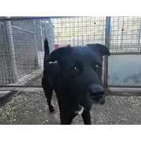 Foto dell\'animale cane - Matr. 2017/2429 - Microchip 380260042531650