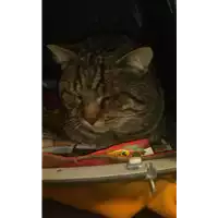 Foto dell\'animale gatto - Matr. 2017/2430 - Microchip 380260043287222