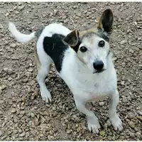Foto dell\'animale cane - Matr. 2017/2428 - Microchip 380260042531061