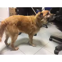Foto dell\'animale cane - Matr. 2017/2443 - Microchip 977200007316269