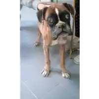 Foto dell\'animale cane - Matr. 2017/2440 - Microchip 380260042531724
