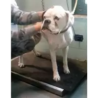 Foto dell\'animale cane - Matr. 2017/2441 - Microchip 380260042531801