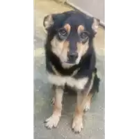 Foto dell\'animale cane - Matr. 2015/1830 - Microchip 380260042544300