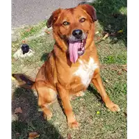 Foto dell\'animale cane - Matr. 2016/0343 - Microchip 380260042717346