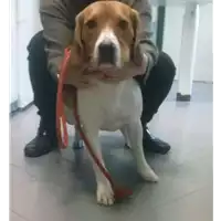 Foto dell\'animale cane - Matr. 2017/2456 - Microchip 380260043171115