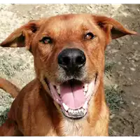 Foto dell\'animale cane - Matr. 2017/2457 - Microchip 380260042530351