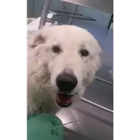 Foto dell\'animale cane - Matr. 2017/2458 - Microchip 380260002836095