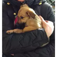 Foto dell\'animale cane - Matr. 2017/2465 - Microchip 380260042820218