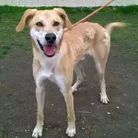 Foto dell\'animale cane - Matr. 2014/1575 - Microchip 380260002315768