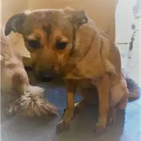 Foto dell\'animale cane - Matr. 2017/2469 - Microchip 380260042819541