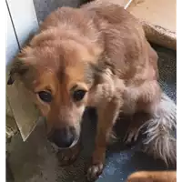 Foto dell\'animale cane - Matr. 2017/2470 - Microchip 380260042816198
