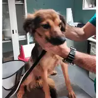 Foto dell\'animale cane - Matr. 2017/2471 - Microchip 380260042819579