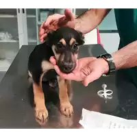 Foto dell\'animale cane - Matr. 2017/2473 - Microchip 380260042530936