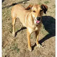 Foto dell\'animale cane - Matr. 2017/2475 - Microchip 380260042820334
