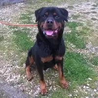 Foto dell\'animale cane - Matr. 2010/0614 - Microchip 380260000140498