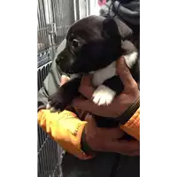 Foto dell\'animale cane - Matr. 2017/2482 - Microchip 380260042530998