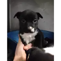 Foto dell\'animale cane - Matr. 2017/2483 - Microchip 380260042530580