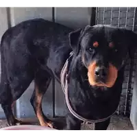 Foto dell\'animale cane - Matr. 2017/2486 - Microchip 380260000811750