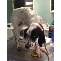 Foto dell\'animale cane - Matr. 2017/2487 - Microchip 380260042531955