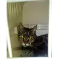 Foto dell\'animale gatto - Matr. 2017/2488 - Microchip 380260042531460