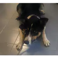 Foto dell\'animale cane - Matr. 2017/2491 - Microchip 380260042531788