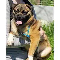 Foto dell\'animale cane - Matr. 2017/2496 - Microchip 380260042819867
