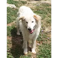 Foto dell\'animale cane - Matr. 2015/1315 - Microchip 380260002358070
