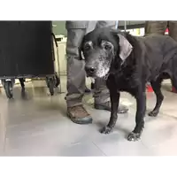 cane - Matr. 2017/2268 - Microchip 380260042531378