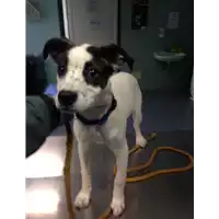Foto dell\'animale cane - Matr. 2017/2500 - Microchip 380260042815766