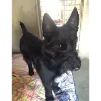 Foto dell\'animale cane - Matr. 2017/2501 - Microchip 380260042820081