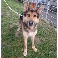 Foto dell\'animale cane - Matr. 2013/1027 - Microchip 380260000984100