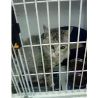 Foto dell\'animale gatto - Matr. 2017/2505 - Microchip 380260043282935
