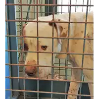 cane - Matr. 2017/2506 - Microchip 380260080262229