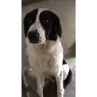 Foto dell\'animale cane - Matr. 2017/2190 - Microchip 380260043152579