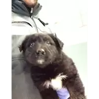 Foto dell\'animale cane - Matr. 2017/2510 - Microchip 380260043150404