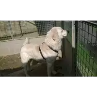 Foto dell\'animale cane - Matr. 2013/0028 - Microchip 380260040911467