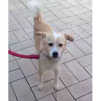 Foto dell\'animale cane - Matr. 2017/2511 - Microchip 380260042531335