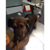 cane - Matr. 2017/2516 - Microchip 380260043150037