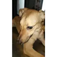 Foto dell\'animale cane - Matr. 2017/2518 - Microchip 380260042530979