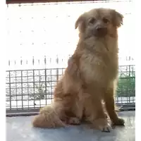 Foto dell\'animale cane - Matr. 2017/2520 - Microchip 380260043150194