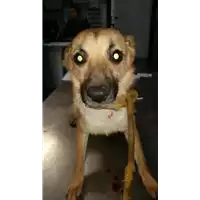 cane - Matr. 2017/2524 - Microchip 380260043135432