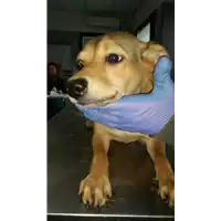 Foto dell\'animale cane - Matr. 2017/2526 - Microchip 380260043150169