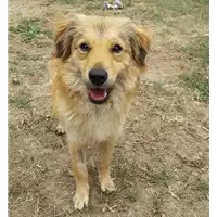 Foto dell\'animale cane - Matr. 2017/2528 - Microchip 380260042531634