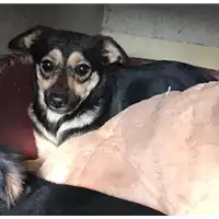 Foto dell\'animale cane - Matr. 2017/2531 - Microchip 380260042531713