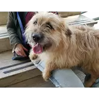 Foto dell\'animale cane - Matr. 2017/2530 - Microchip 380260042531428