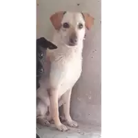 Foto dell\'animale cane - Matr. 2017/2533 - Microchip 380260042530002