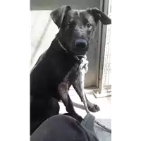 Foto dell\'animale cane - Matr. 2017/2534 - Microchip 380260042815199